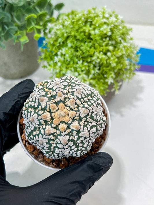 Custom Order- You'll receive the exact live plant (#T1R1) | USA Plant Seller | 3" Pot