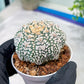 Custom Order- You'll receive the exact live plant (#T1R1) | USA Plant Seller | 3" Pot
