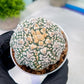 Custom Order- You'll receive the exact live plant (#T1R1) | USA Plant Seller | 3" Pot