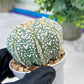 Custom Order- You'll receive the exact live plant (#T1R2) | USA Plant Seller | 3" Pot