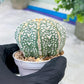 Custom Order- You'll receive the exact live plant (#T1R2) | USA Plant Seller | 3" Pot