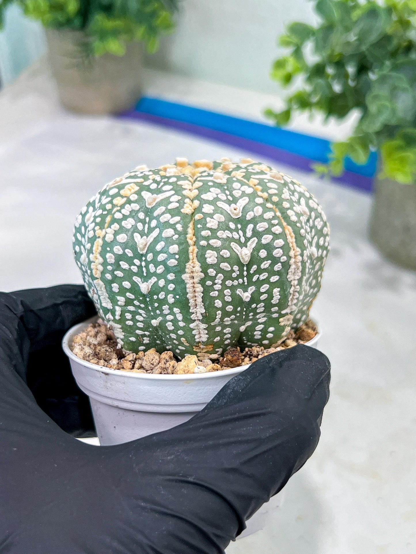 Custom Order- You'll receive the exact live plant (#T1R2) | USA Plant Seller | 3" Pot
