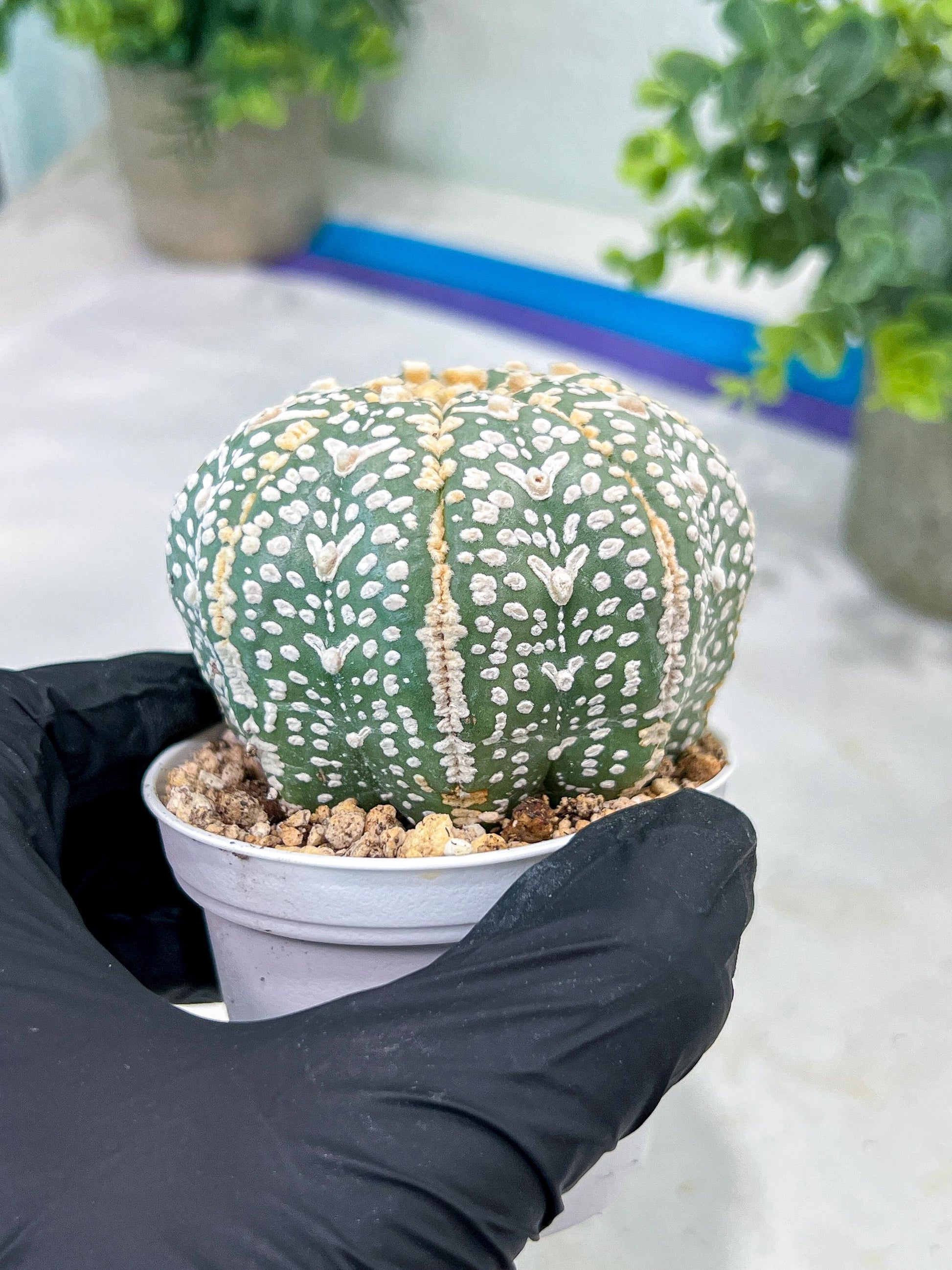 Custom Order- You'll receive the exact live plant (#T1R2) | USA Plant Seller | 3" Pot