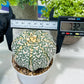 Custom Order- You'll receive the exact live plant (#T1R2) | USA Plant Seller | 3" Pot