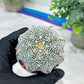 Custom Order- You'll receive the exact live plant (#T1R3) | USA Plant Seller | 3" Pot