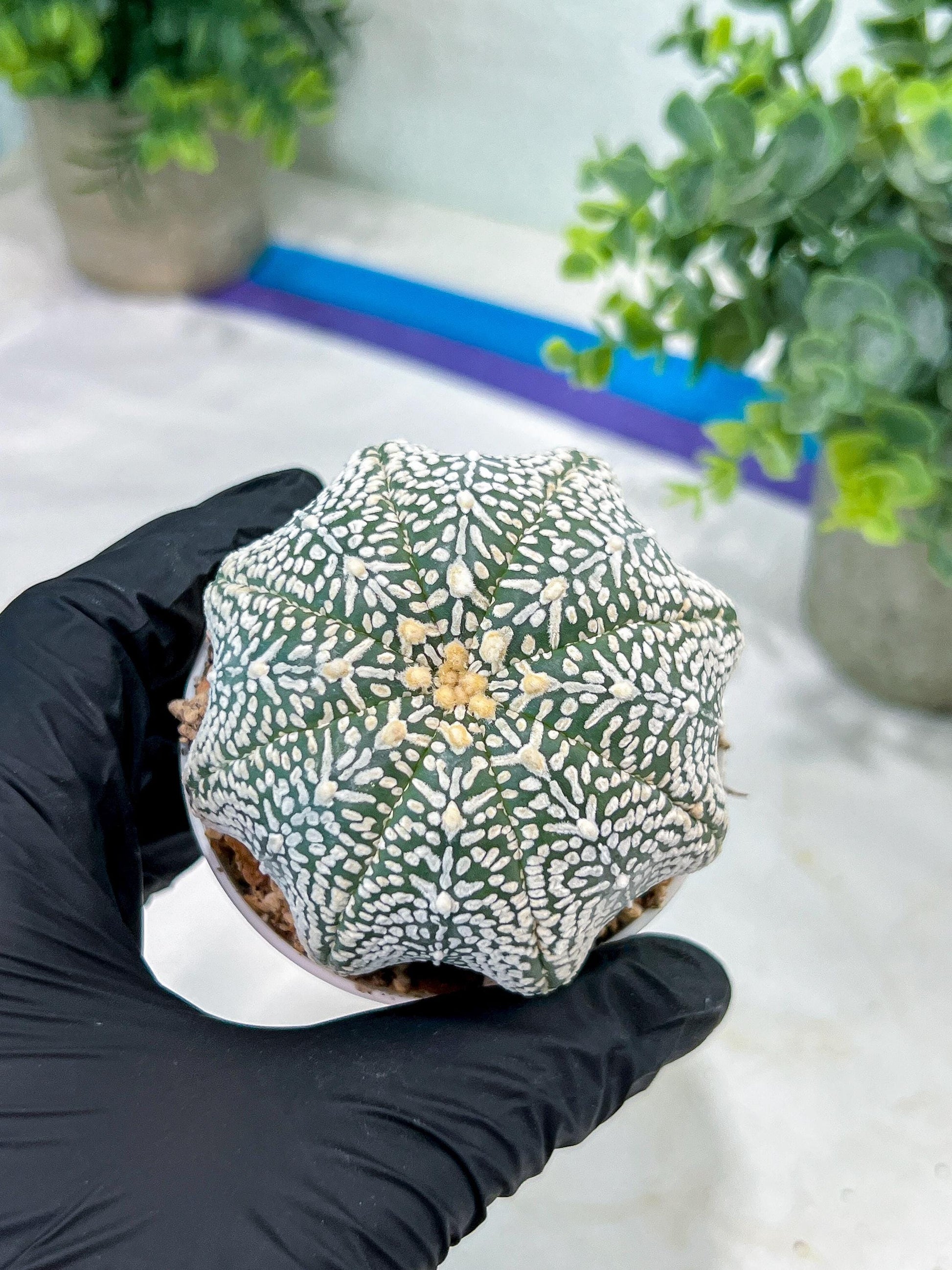 Custom Order- You'll receive the exact live plant (#T1R3) | USA Plant Seller | 3" Pot