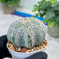 Custom Order- You'll receive the exact live plant (#T1R3) | USA Plant Seller | 3" Pot
