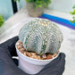 Custom Order- You'll receive the exact live plant (#T1R3) | USA Plant Seller | 3" Pot