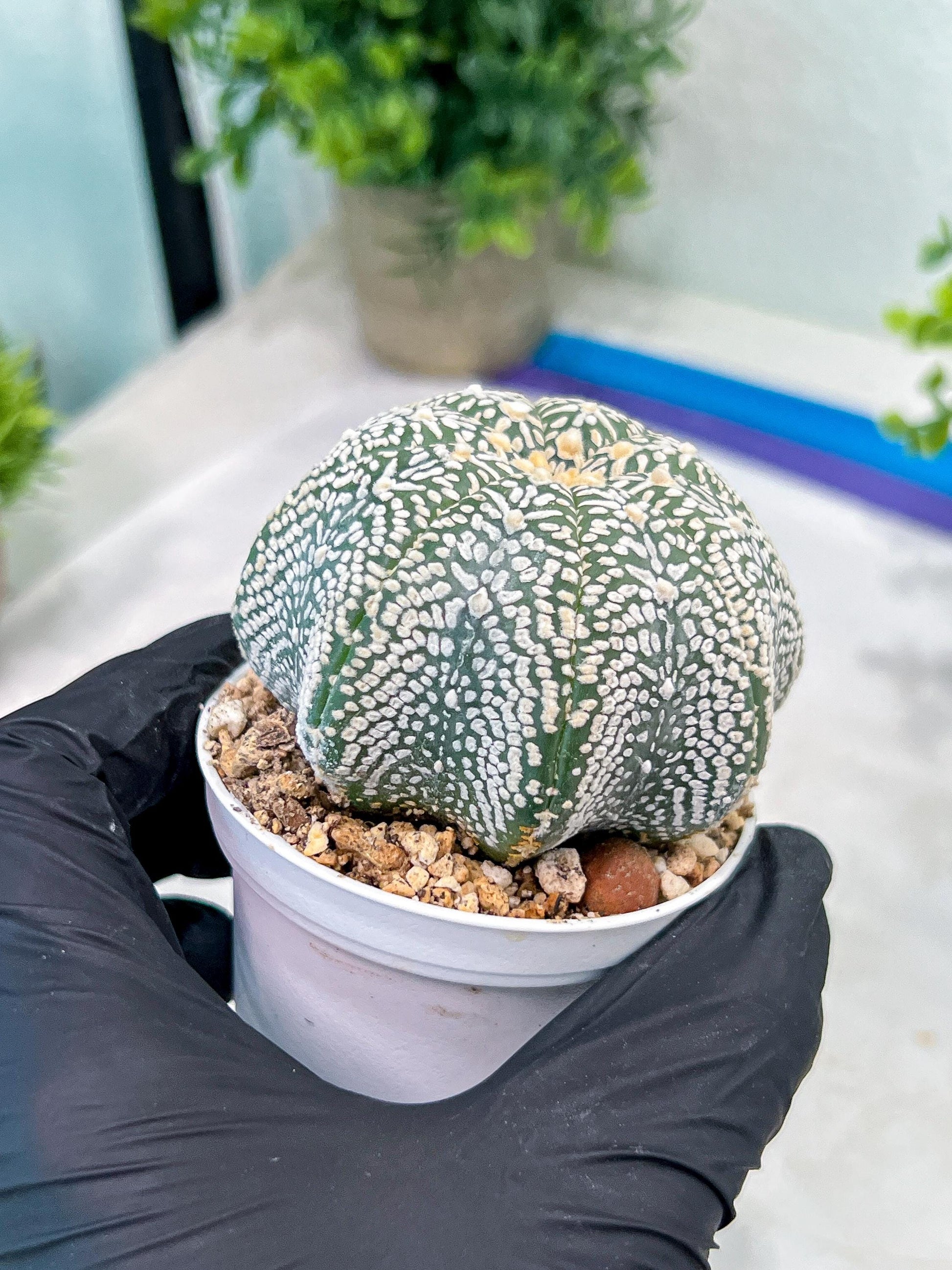 Custom Order- You'll receive the exact live plant (#T1R3) | USA Plant Seller | 3" Pot