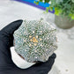 Custom Order- You'll receive the exact live plant (#T1R3) | USA Plant Seller | 3" Pot