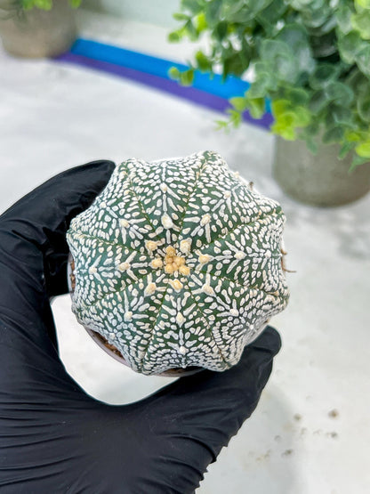 Custom Order- You'll receive the exact live plant (#T1R3) | USA Plant Seller | 3" Pot