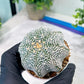 Custom Order- You'll receive the exact live plant (#T1R3) | USA Plant Seller | 3" Pot
