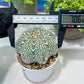 Custom Order- You'll receive the exact live plant (#T1R4) | USA Plant Seller | 3" Pot