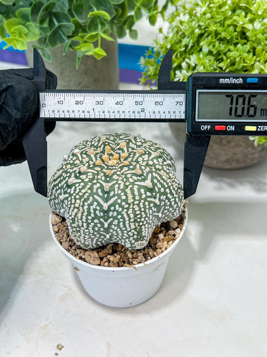 Custom Order- You'll receive the exact live plant (#T1R4) | USA Plant Seller | 3" Pot
