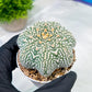 Custom Order- You'll receive the exact live plant (#T1R4) | USA Plant Seller | 3" Pot