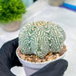 Custom Order- You'll receive the exact live plant (#T1R4) | USA Plant Seller | 3" Pot