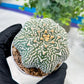 Custom Order- You'll receive the exact live plant (#T1R4) | USA Plant Seller | 3" Pot