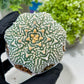 Custom Order- You'll receive the exact live plant (#T1R4) | USA Plant Seller | 3" Pot