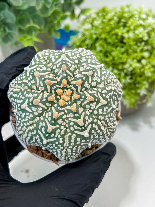 Custom Order- You'll receive the exact live plant (#T1R4) | USA Plant Seller | 3" Pot