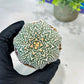 Custom Order- You'll receive the exact live plant (#T1R4) | USA Plant Seller | 3" Pot