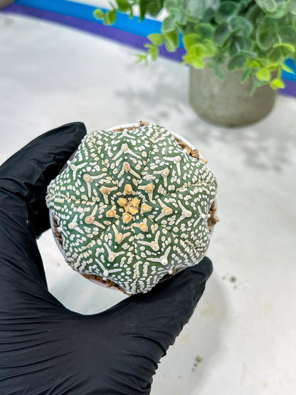 Custom Order- You'll receive the exact live plant (#T1R4) | USA Plant Seller | 3" Pot