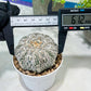 Custom Order- You'll receive the exact live plant (#T1R5) | USA Plant Seller | 3" Pot