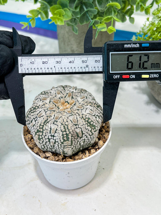 Custom Order- You'll receive the exact live plant (#T1R5) | USA Plant Seller | 3" Pot