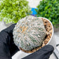 Custom Order- You'll receive the exact live plant (#T1R5) | USA Plant Seller | 3" Pot