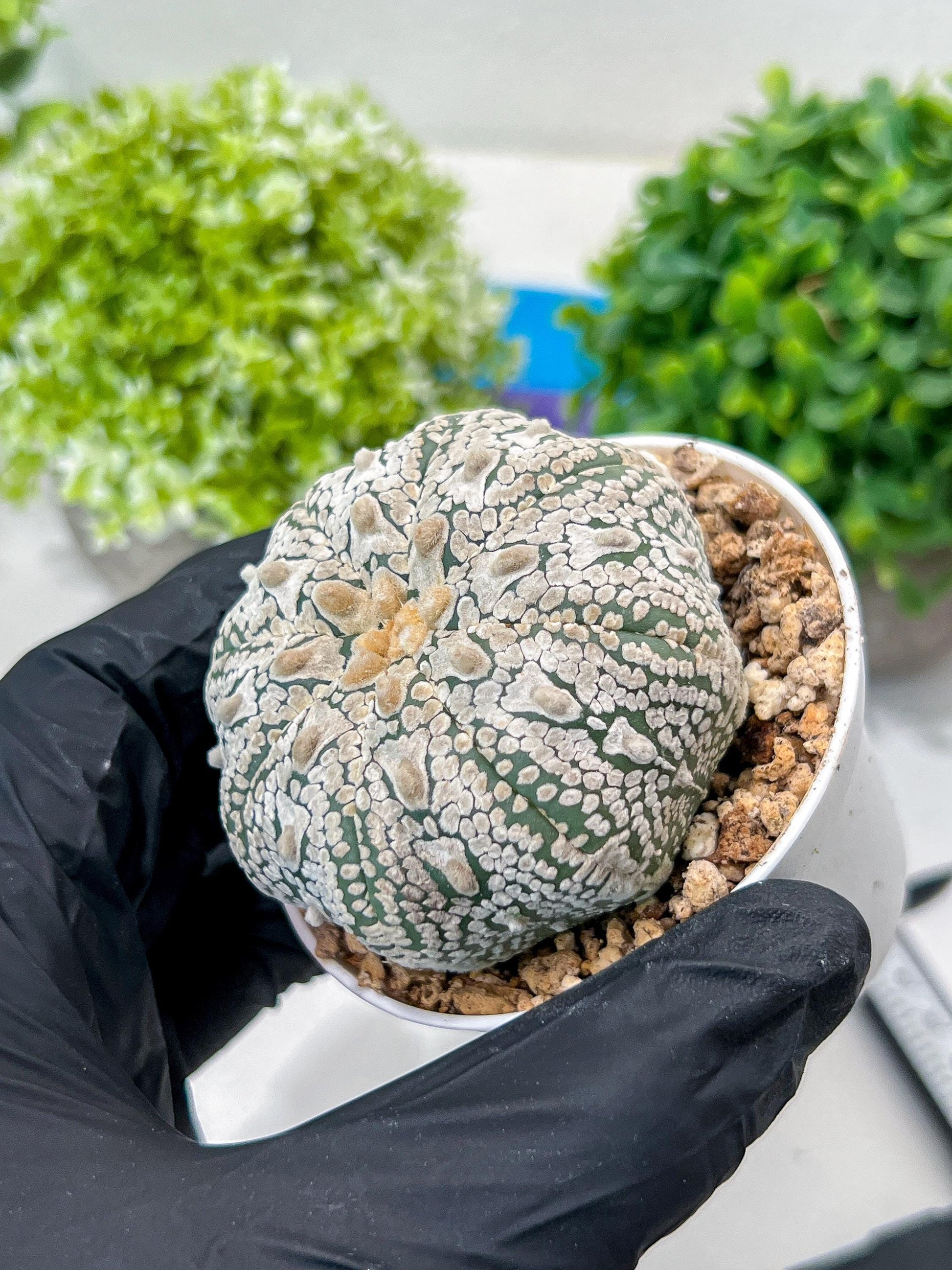 Custom Order- You'll receive the exact live plant (#T1R5) | USA Plant Seller | 3" Pot