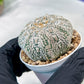 Custom Order- You'll receive the exact live plant (#T1R5) | USA Plant Seller | 3" Pot