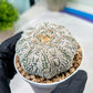 Custom Order- You'll receive the exact live plant (#T1R5) | USA Plant Seller | 3" Pot