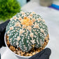 Custom Order- You'll receive the exact live plant (#T1R6) | USA Plant Seller | 3" Pot