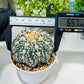 Custom Order- You'll receive the exact live plant (#T1R6) | USA Plant Seller | 3" Pot