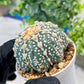 Custom Order- You'll receive the exact live plant (#T1R6) | USA Plant Seller | 3" Pot