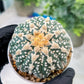 Custom Order- You'll receive the exact live plant (#T1R6) | USA Plant Seller | 3" Pot