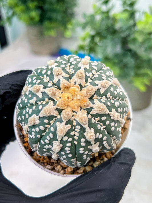 Custom Order- You'll receive the exact live plant (#T1R6) | USA Plant Seller | 3" Pot