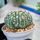 Custom Order- You'll receive the exact live plant (#T1R7) | USA Plant Seller | 3" Pot
