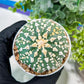 Custom Order- You'll receive the exact live plant (#T1R7) | USA Plant Seller | 3" Pot