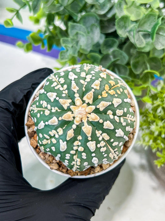 Custom Order- You'll receive the exact live plant (#T1R7) | USA Plant Seller | 3" Pot