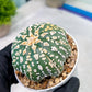 Custom Order- You'll receive the exact live plant (#T1R7) | USA Plant Seller | 3" Pot
