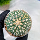 Custom Order- You'll receive the exact live plant (#T1R7) | USA Plant Seller | 3" Pot