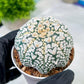 Custom Order- You'll receive the exact live plant (#T1P1) | USA Plant Seller | 3" Pot