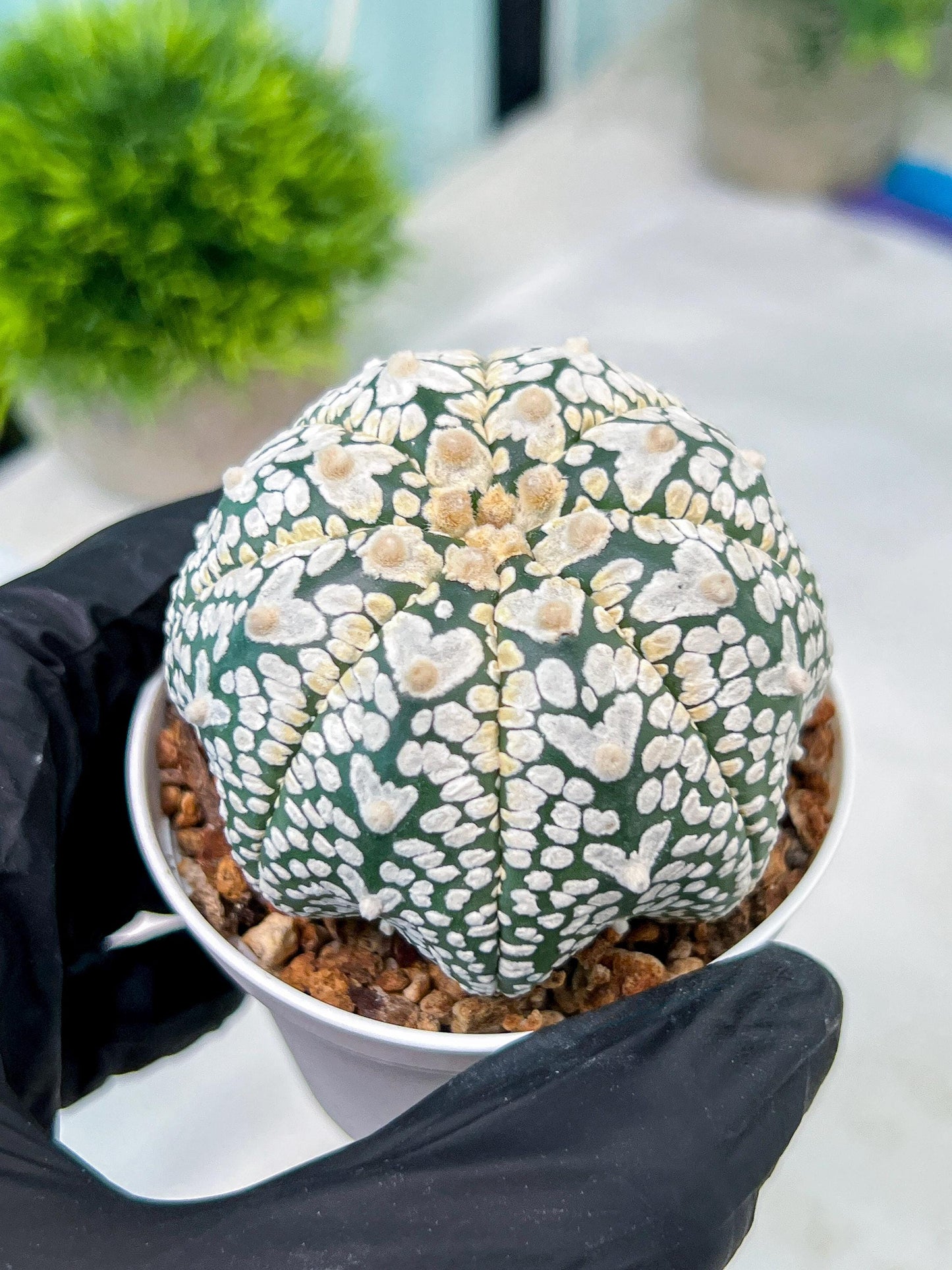 Custom Order- You'll receive the exact live plant (#T1P1) | USA Plant Seller | 3" Pot