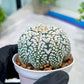 Custom Order- You'll receive the exact live plant (#T1P1) | USA Plant Seller | 3" Pot