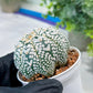 Custom Order- You'll receive the exact live plant (#T1P1) | USA Plant Seller | 3" Pot