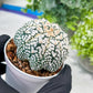 Custom Order- You'll receive the exact live plant (#T1P1) | USA Plant Seller | 3" Pot