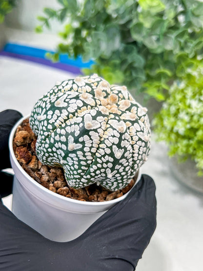 Custom Order- You'll receive the exact live plant (#T1P1) | USA Plant Seller | 3" Pot