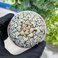 Custom Order- You'll receive the exact live plant (#T1P1) | USA Plant Seller | 3" Pot