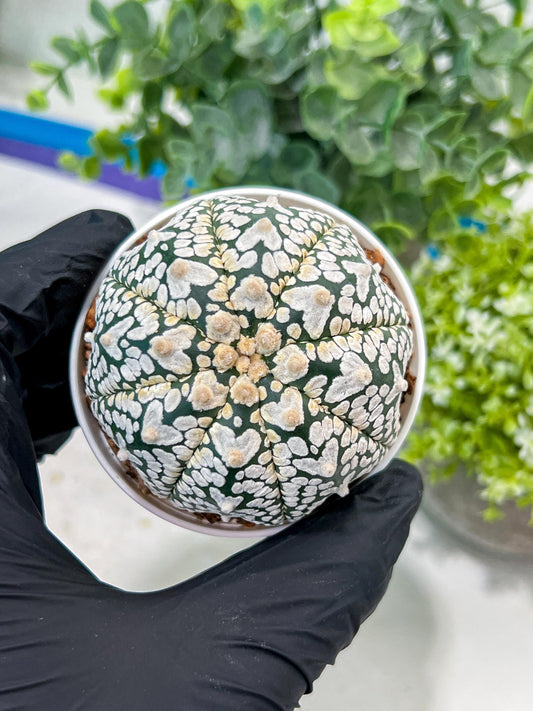 Custom Order- You'll receive the exact live plant (#T1P1) | USA Plant Seller | 3" Pot