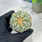 Custom Order- You'll receive the exact live plant (#T1P2) | Las Vegas Plant Seller | 3" Pot